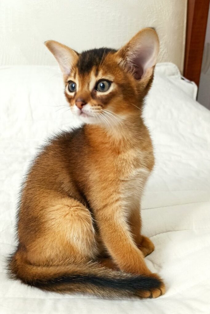 Абіссинське кошенятко