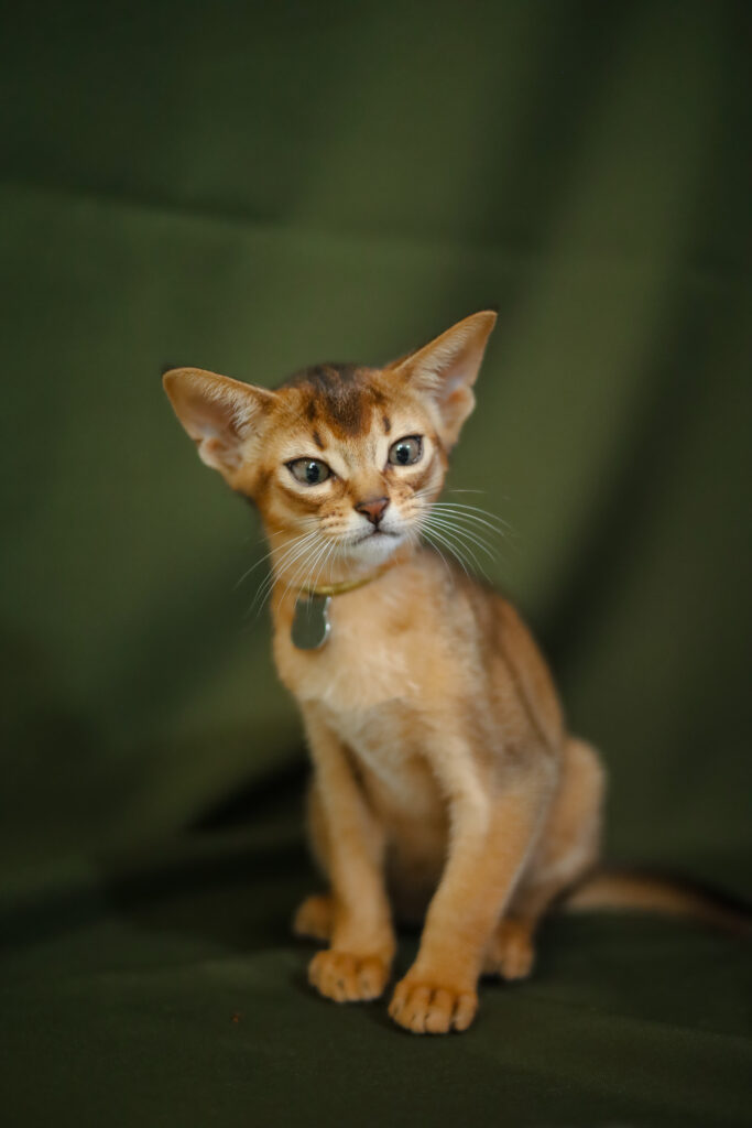 Абіссинське кошеня
