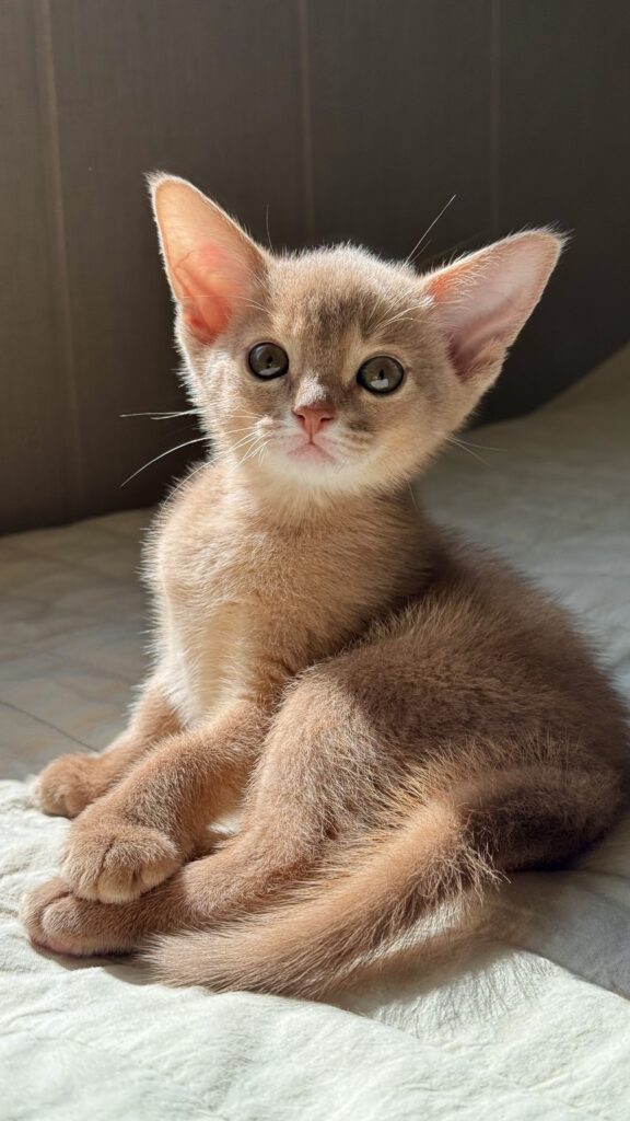 Миле абіссинське кошення