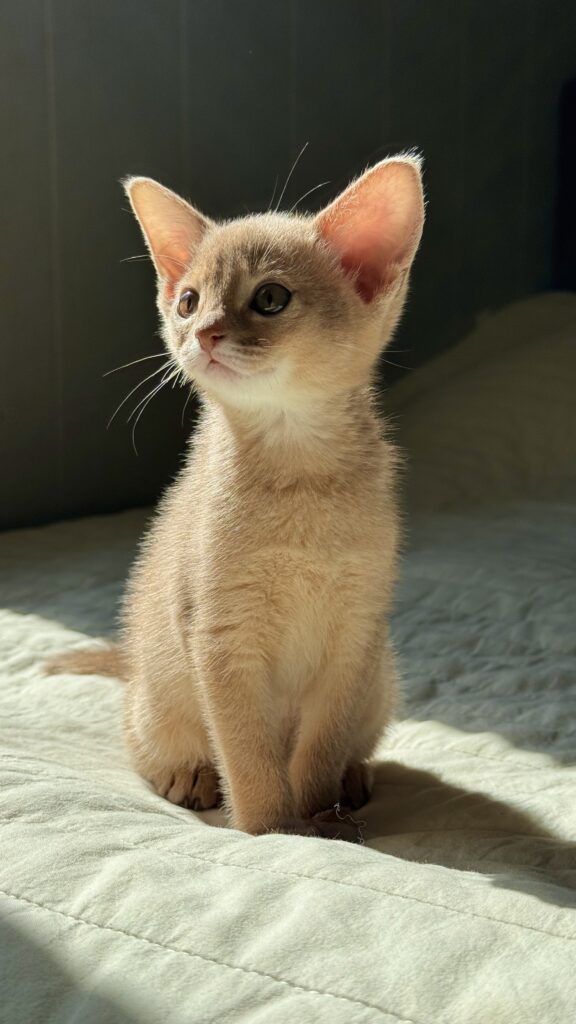 Миле абіссинське кошення