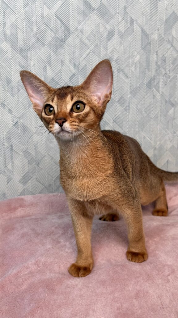 Миле абіссинське кошення