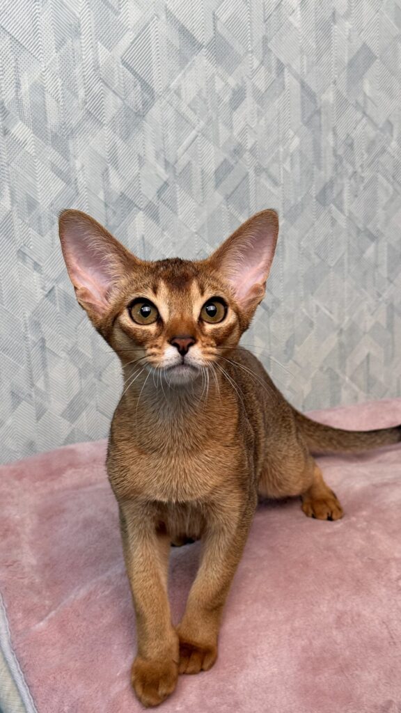 Миле абіссинське кошення