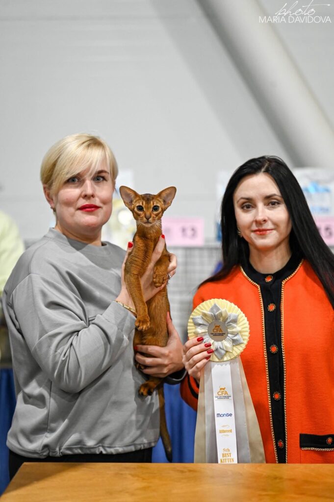 Абіссинська кішка Ruddy Love на міжнародній виставці кішок CFA