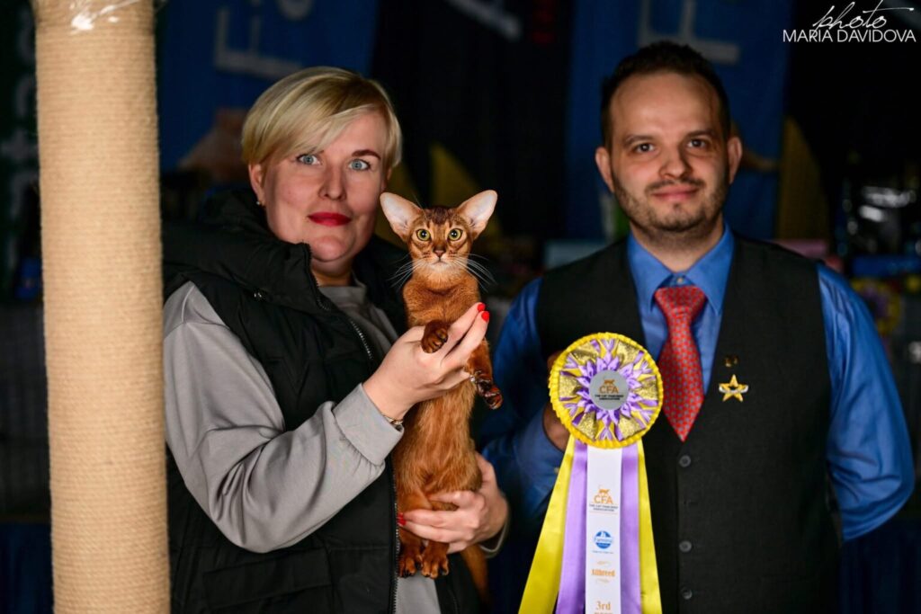 abyssinian cat champion ruddy galaxy 1536x1024 1
