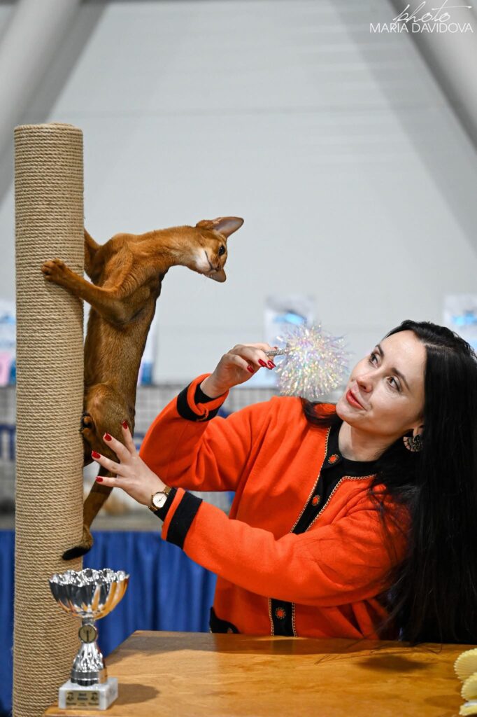 Чемпіонська абіссинська кішка Ruddy Love