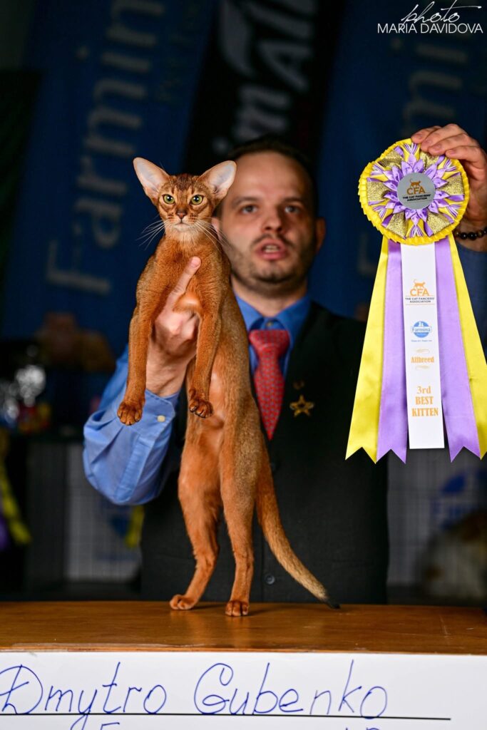 Абіссинська кішка Best Cat на виставці CFA
