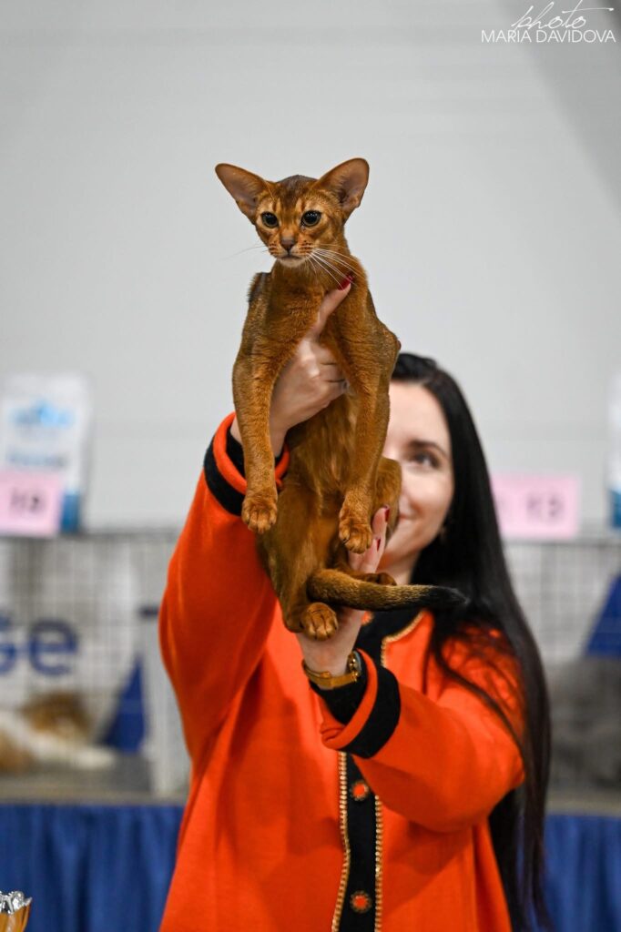 Абіссинська кішка розплідника Ruddy Love з нагородами Best Cat на міжнародній виставці CFA