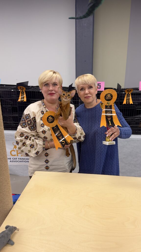 ruddy love abyssinian cat cfa show winner ukraine 576x1024 1 1