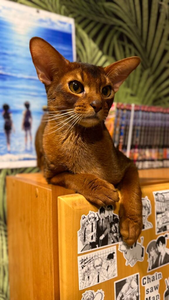 ruddy love abyssinian cat home photo jupiter 1