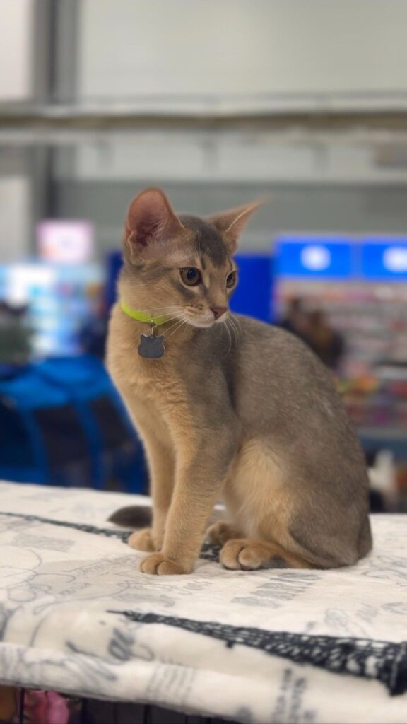 Блакитна абіссинська кішка (Blue) з розплідника Ruddy Love на виставці