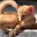 Абіссинське кошеня забарвлення Фавн (Fawn) у променях сонця з розплідника Ruddy Love