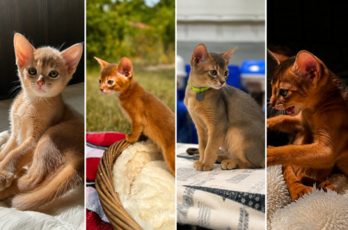 Абіссинські кошенята різних забарвлень розплідника Ruddy Love