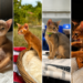 Абіссинські кошенята різних забарвлень розплідника Ruddy Love