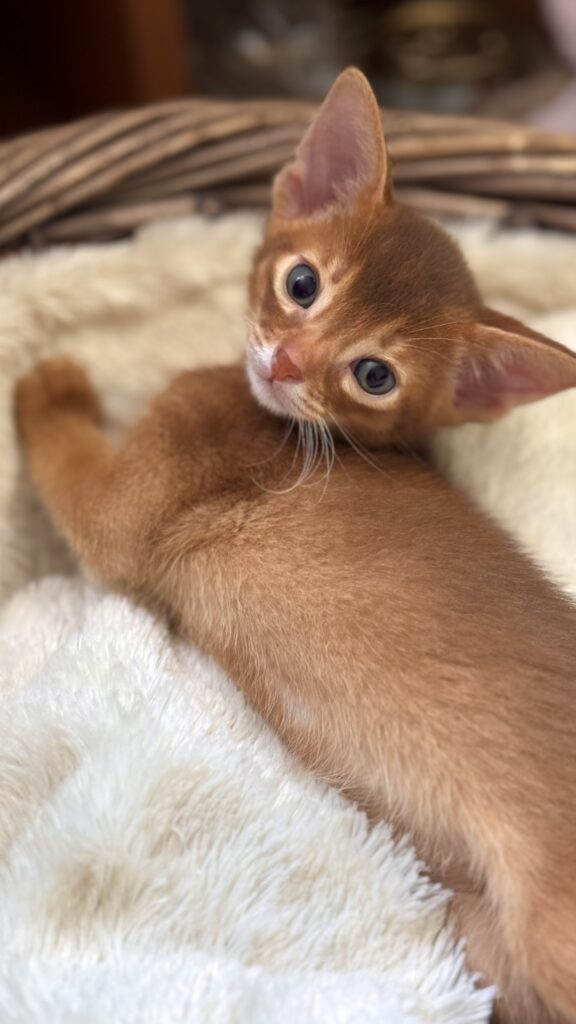 Абіссинське кошеня забарвлення сорель (Cinnamon) з виразними очима та правильним тікінгом