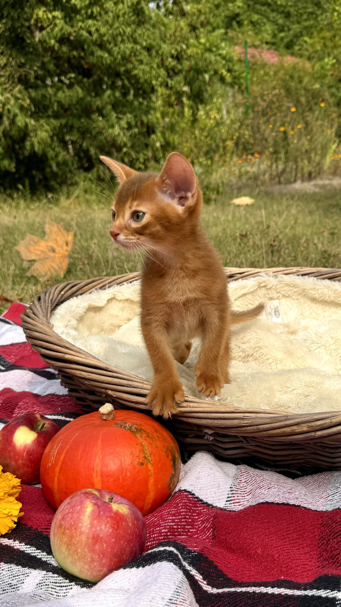 Абіссинське кошеня сорель (Sorrel) Ruddy Love на осінній фотосесії з гарбузом та яблуками