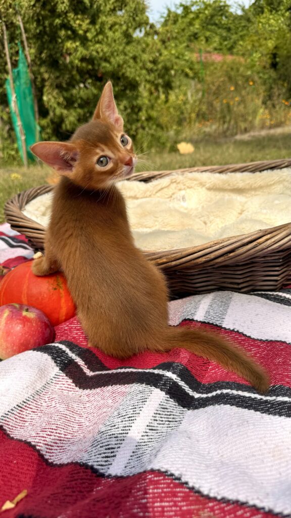 Абіссинське кошеня забарвлення сорель (Cinnamon) на природі в розпліднику Ruddy Love