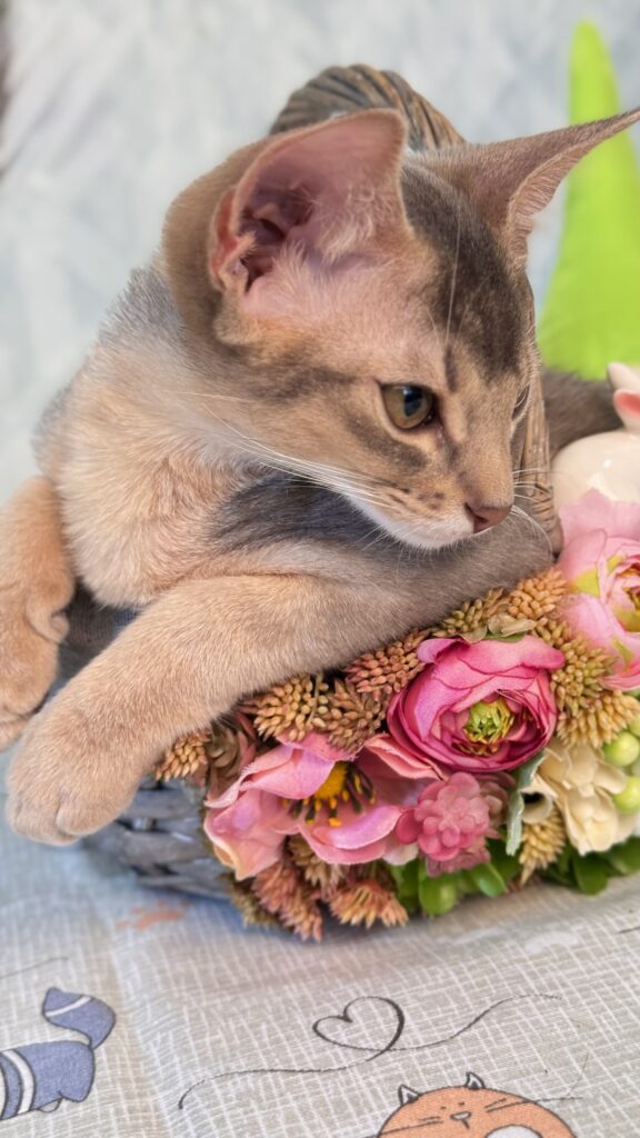 Блакитне абіссинське кошеня (Blue) з розплідника Ruddy Love серед квітів
