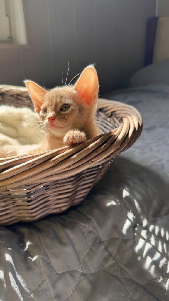Абіссинське кошеня забарвлення Фавн (Fawn) у плетеному кошику з розплідника Ruddy Love