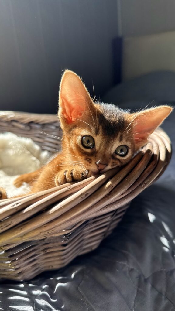 Абіссинське кошеня забарвлення Ruddy у плетеному кошику з розплідника Ruddy Love