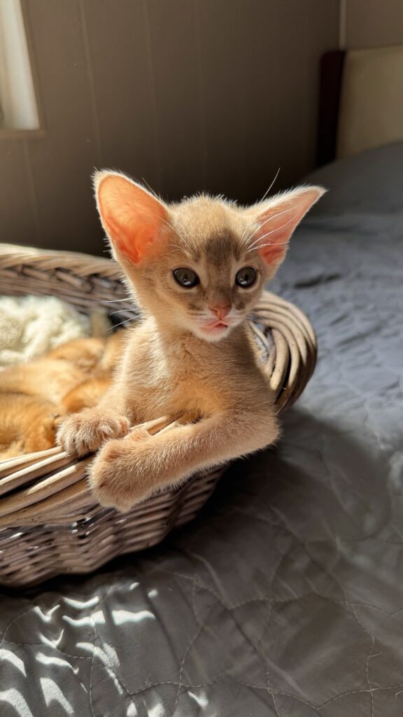 Абіссинське кошеня забарвлення Фавн (Fawn) крупним планом у розпліднику Ruddy Love