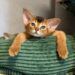 Абіссинське кошеня з великими вухами та виразними очима