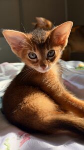 Абіссинське кошеня дикого забарвлення Ruddy