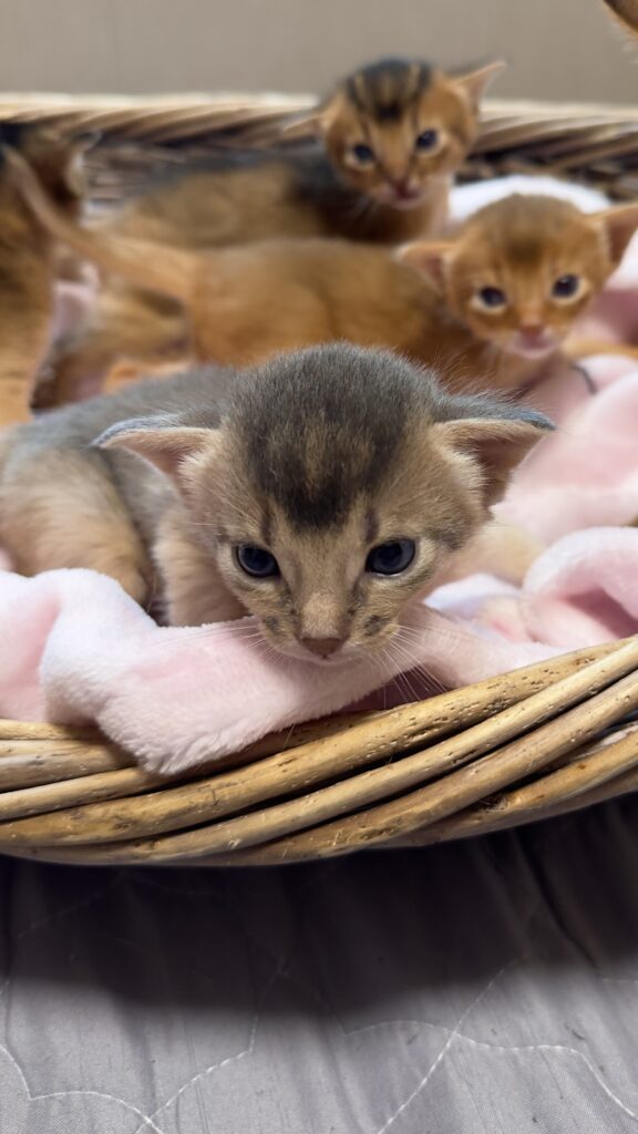 Абіссинське кошеня блакитного забарвлення серед однопометників Ruddy Love
