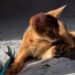 Абіссинське кошеня грається вдома з іграшкою