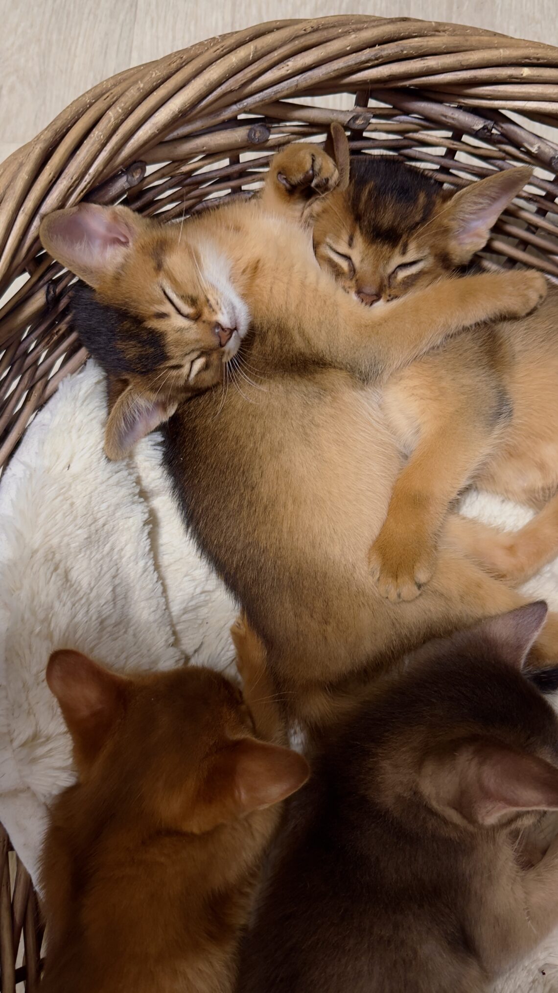 Абіссинські кошенята Ruddy Love разом відпочивають у кошику