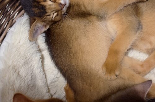 Абіссинські кошенята Ruddy Love разом відпочивають у кошику