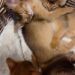 Абіссинські кошенята Ruddy Love разом відпочивають у кошику